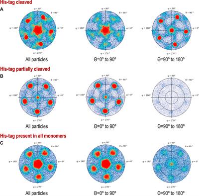 The His-tag as a decoy modulating preferred orientation in cryoEM